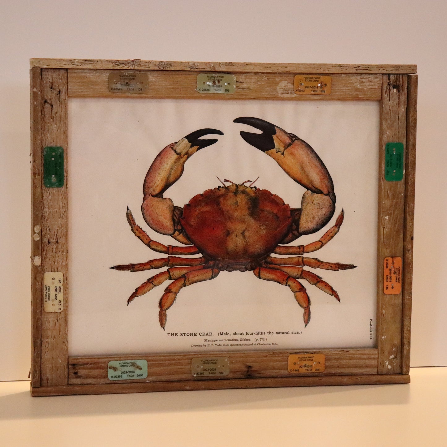 Scientific Plate: Stone Crab in Lobster Trap Frame