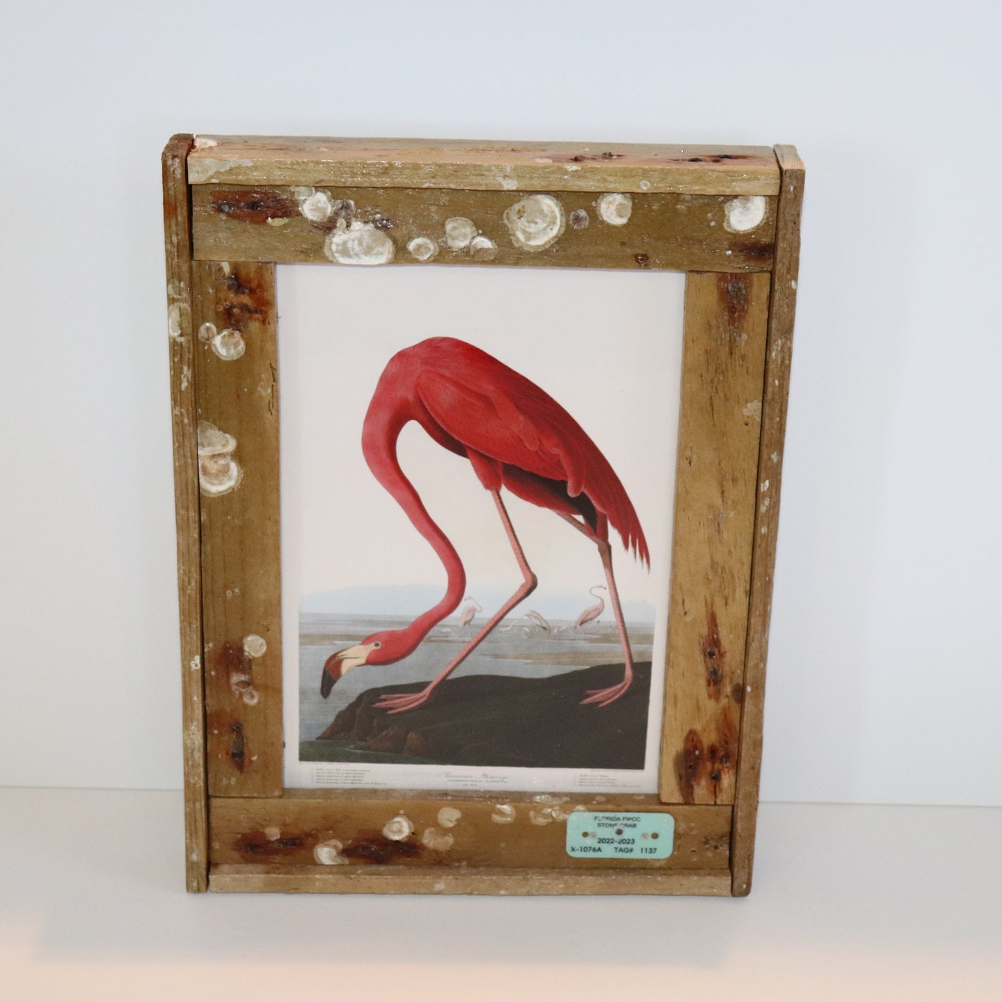 John J. Audubon Birds of America American Flamingo