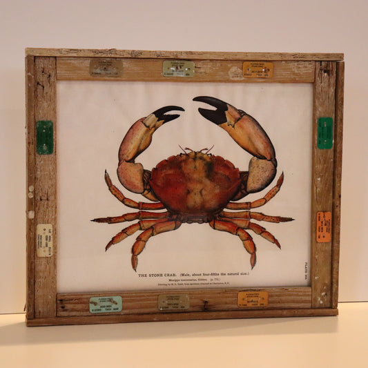 Scientific Plate: Stone Crab in Lobster Trap Frame