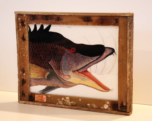 Cates By “The Great Hogfish” around 1754 in Lobster Trap Frame