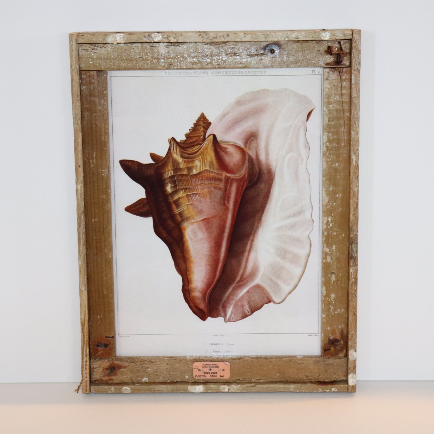 Queen Conch Scientific Plate in Lobster Trap Frame